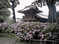 ajisai.jpg (8376 �o�C�g)