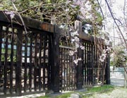 entu_kuromon.jpg (11176 �o�C�g)