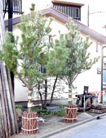 kadomatu.jpg (12344 �o�C�g)