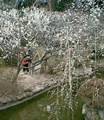 mogusa_ume.jpg (13047 �o�C�g)