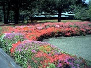 tutuji2.jpg (10727 �o�C�g)