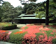 tutuji3.jpg (11015 �o�C�g)