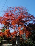 momiji.jpg (7590 �o�C�g)